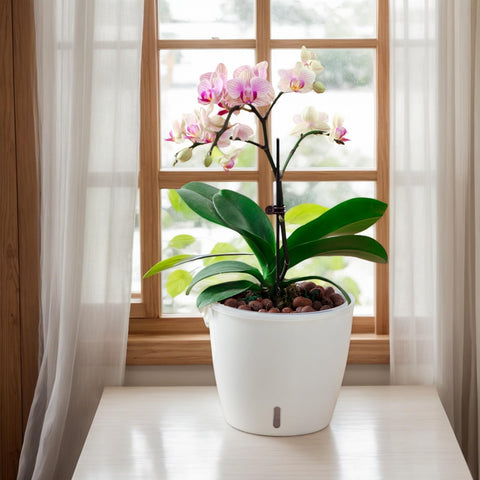 KvyusFlourish orchid pot with clear wick inner pot for delicate roots.