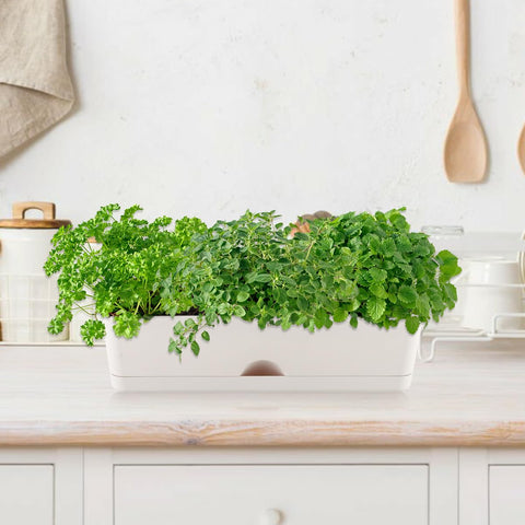 KvyusFlourish window sill garden set maximizes small balcony space.