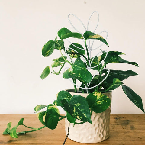 KVZVK indoor leaf-shaped trellis supports elegant growth of vines in pots.