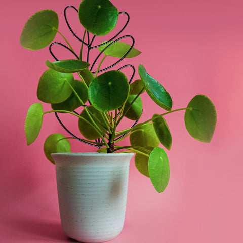 KVZVK climbing-plant-support keeps stems upright in indoor spaces.
