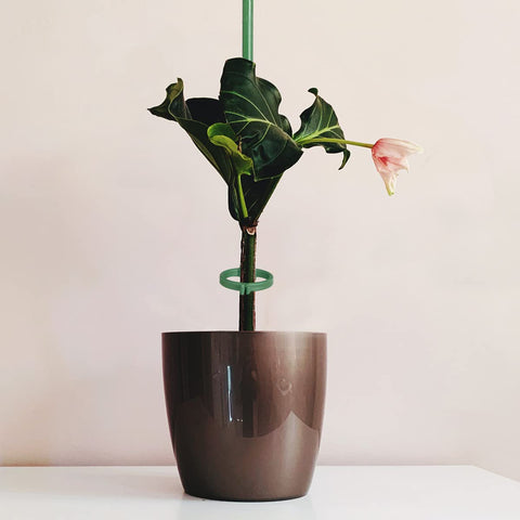 KVZVK indoor-outdoor stake set keeps flowers upright and well supported