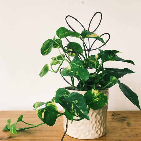 KVZVK metal wire trellis blackish keeps potted plants tidy and supported.