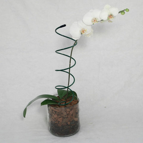 KVZVK spiral tomato stake suitable for indoor and outdoor use in various setups.