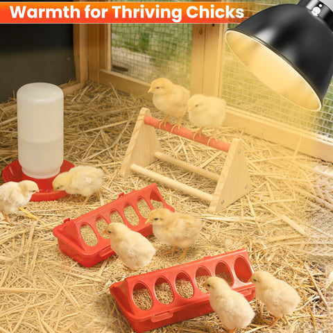 Kweetle all-in-one chick starter kit ready for brooding use