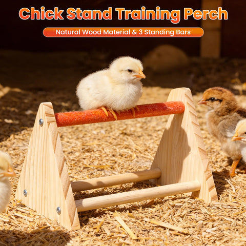 Kweetle brooder setup suitable for chicks, ducks, and quails