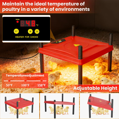 Kweetle heat plate setup maintains chick comfort with adjustable temperature.