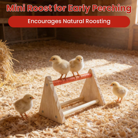 Kweetle mini roost bar encouraging early balance and perching