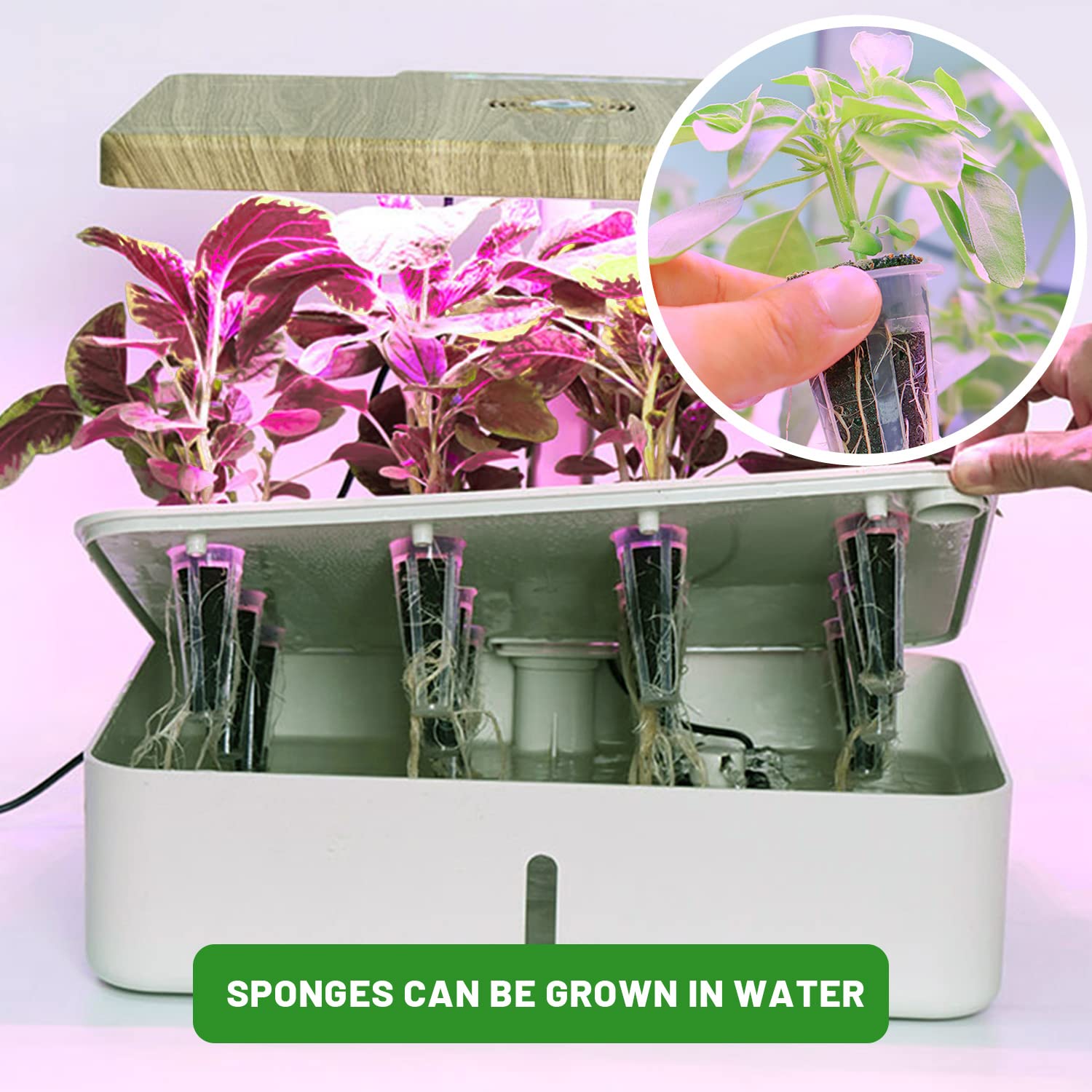 Easy soak in minutes for quick seed setup with KXCOFTXI sponges