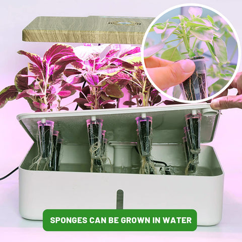 Easy soak in minutes for quick seed setup with KXCOFTXI sponges