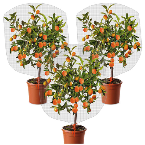 KXCOFTXI plant barrier net mesh over a strawberry plant deterring birds.