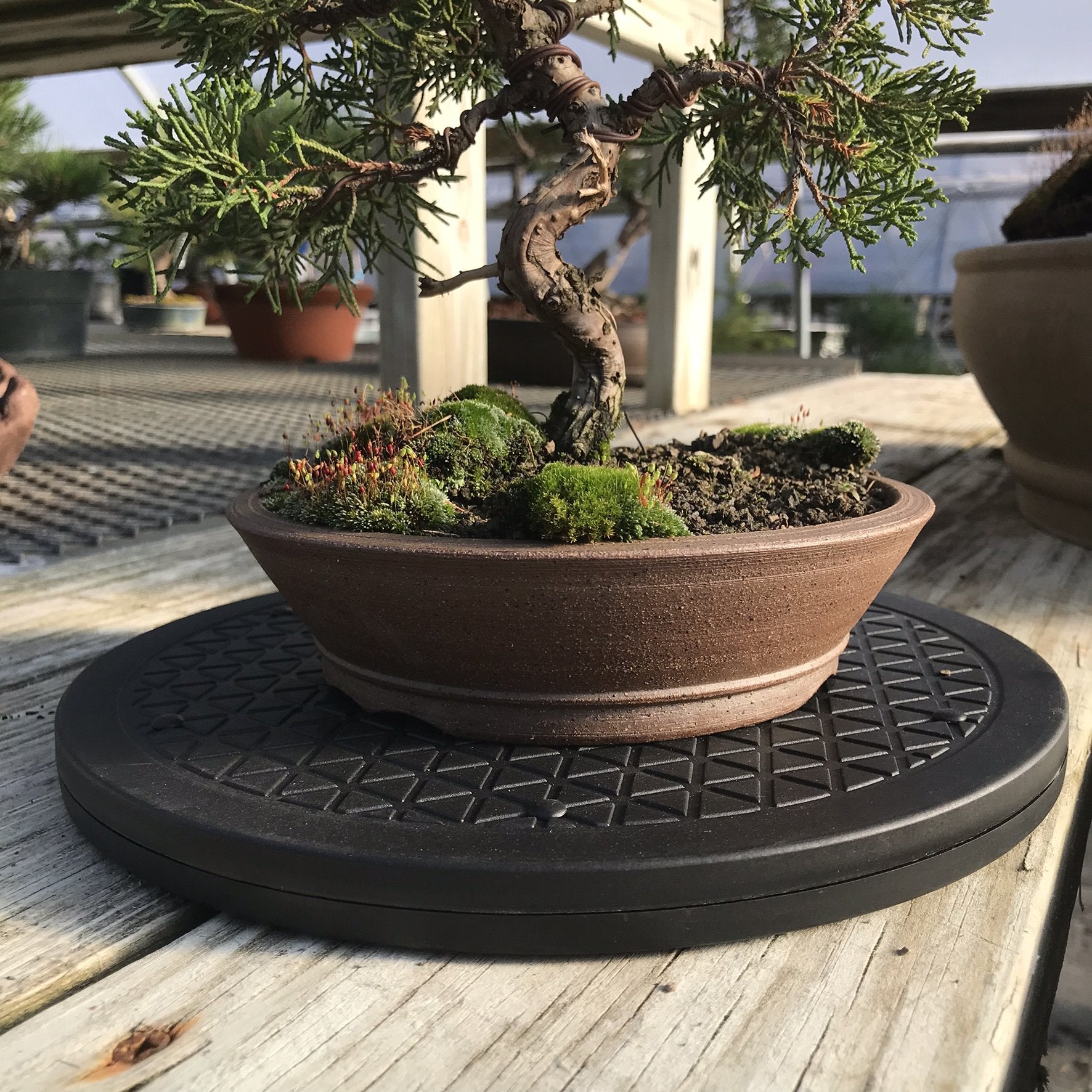 Indoor or outdoor ready for versatile placement and use.