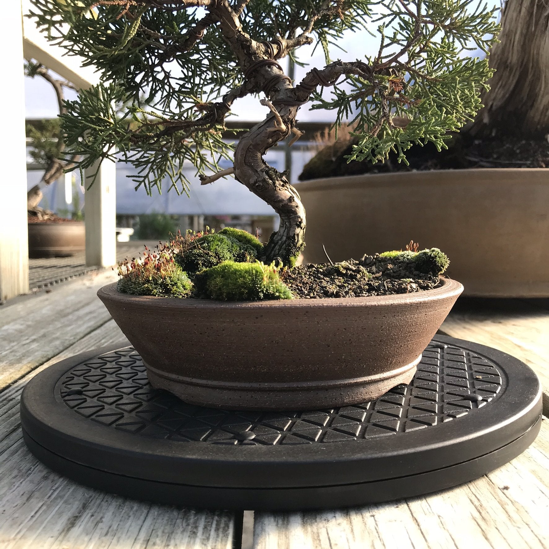 Non-slip tread keeps Bonsai secure during adjustments.