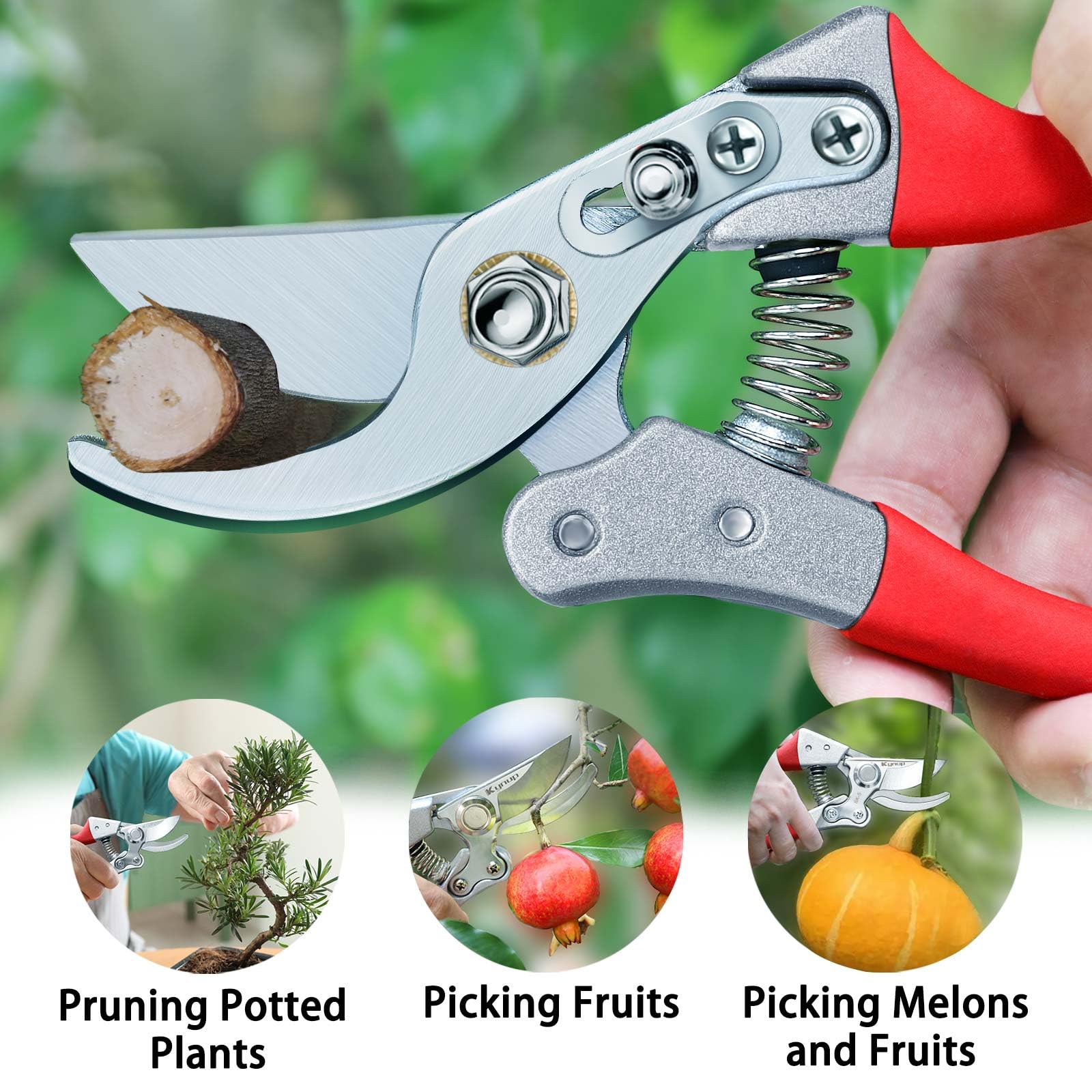 Kynup Pruning Shears in roses for precise deadheading and shaping.