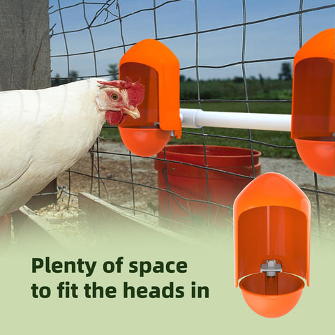 Labodey bright orange poultry waterer cups attract birds for quick drinking.