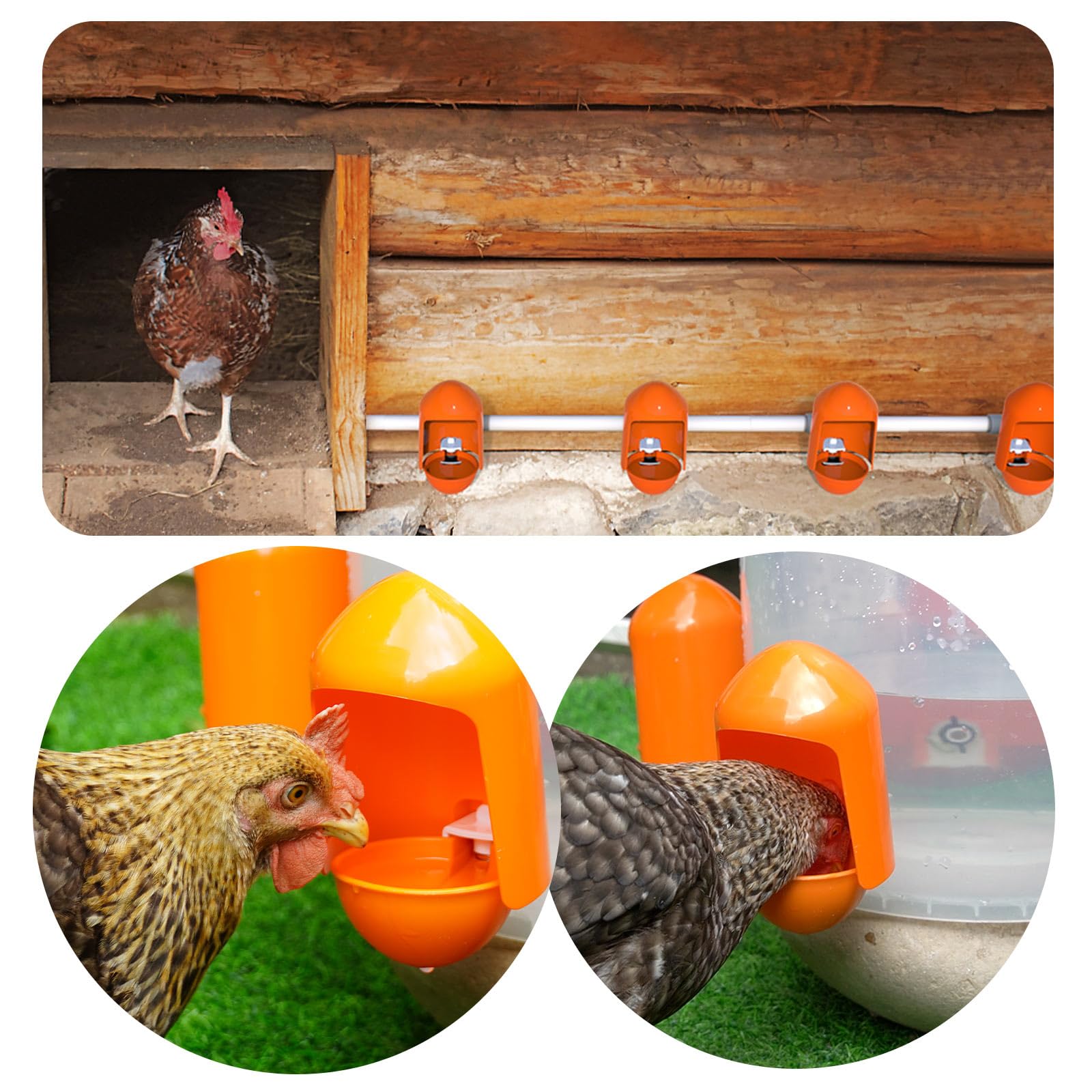 Labodey five-pack poultry waterer cups provides flock hydration value.