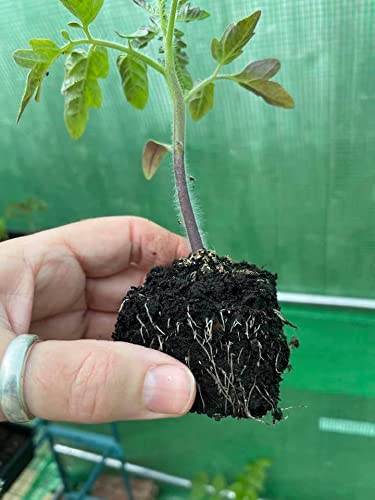 Plastic-free seed starting with reusable blocks