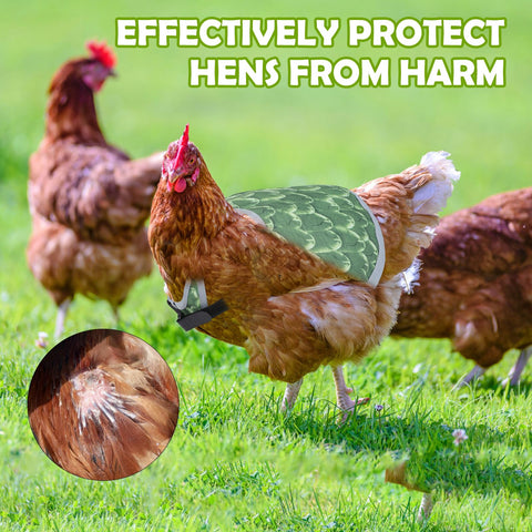 Laelr back feather protection saddle supporting feather regrowth and recovery.