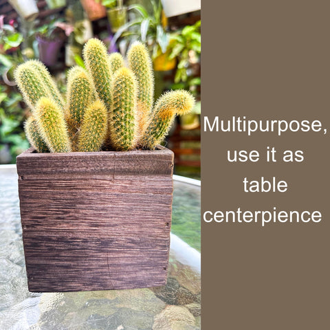 LaLaGreen indoor-outdoor planter for versatile use.