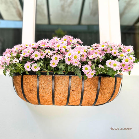 LaLaGreen liner in a potting mix ready arrangement for window boxes