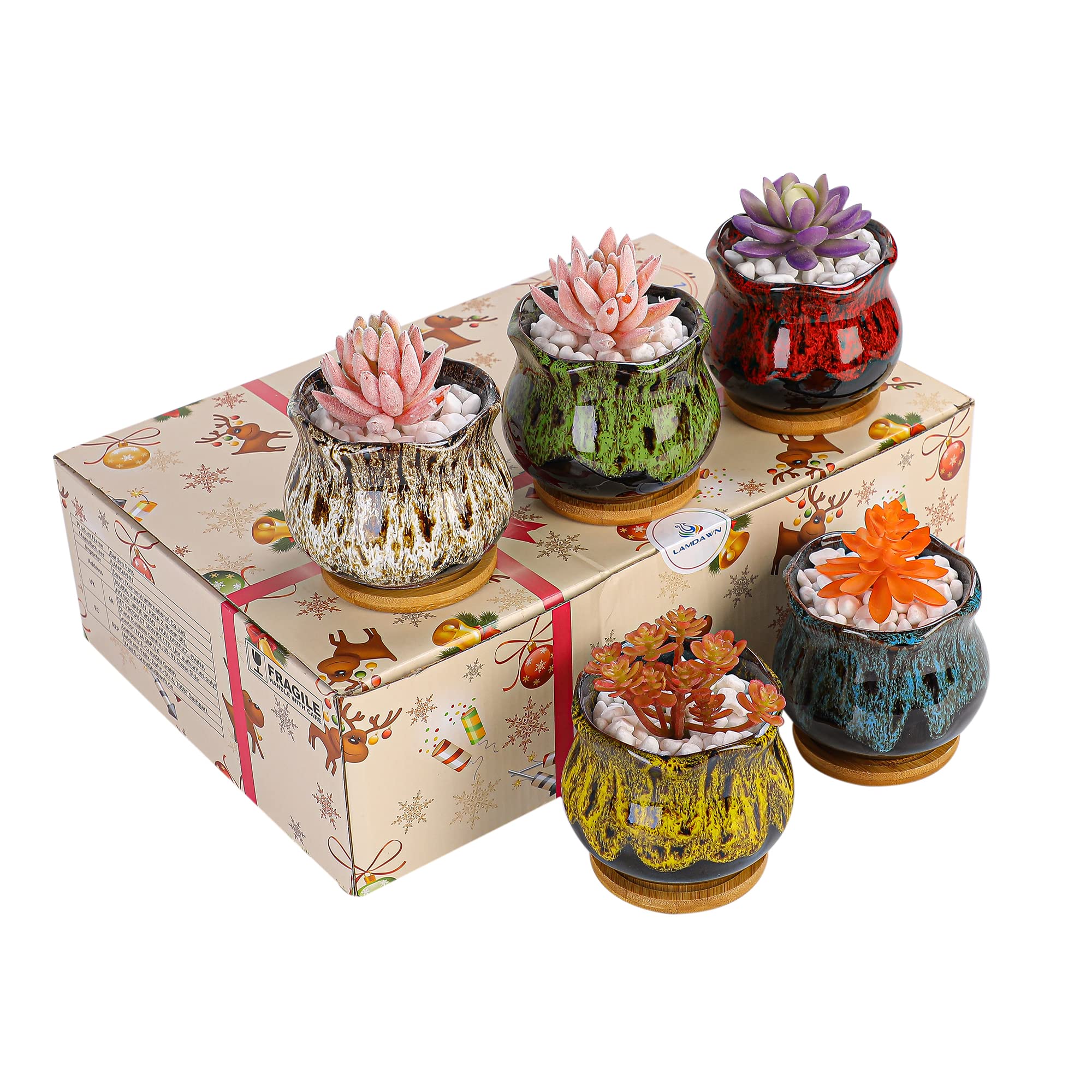 LamDawn gift-ready succulent pots perfect for home or office gifts.