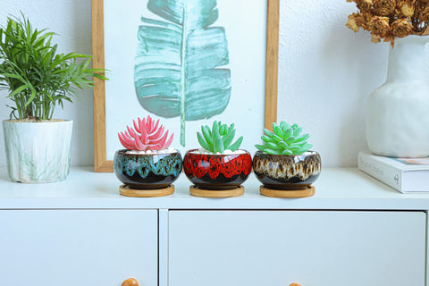 Lamdawn plants not included pot ready for your succulents