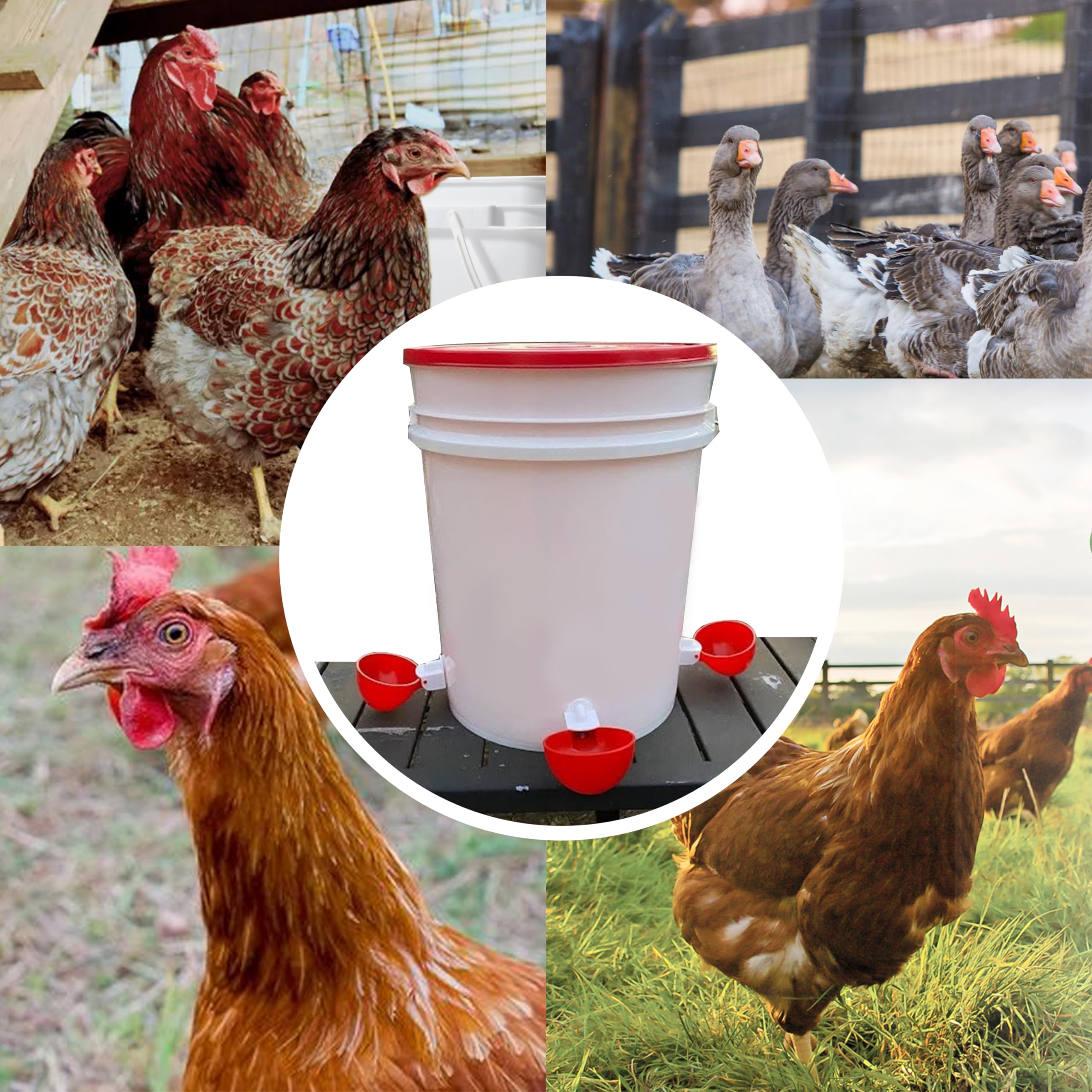 LANARP chicken coop watering setup keeps birds hydrated with tidy and accessible water stations.