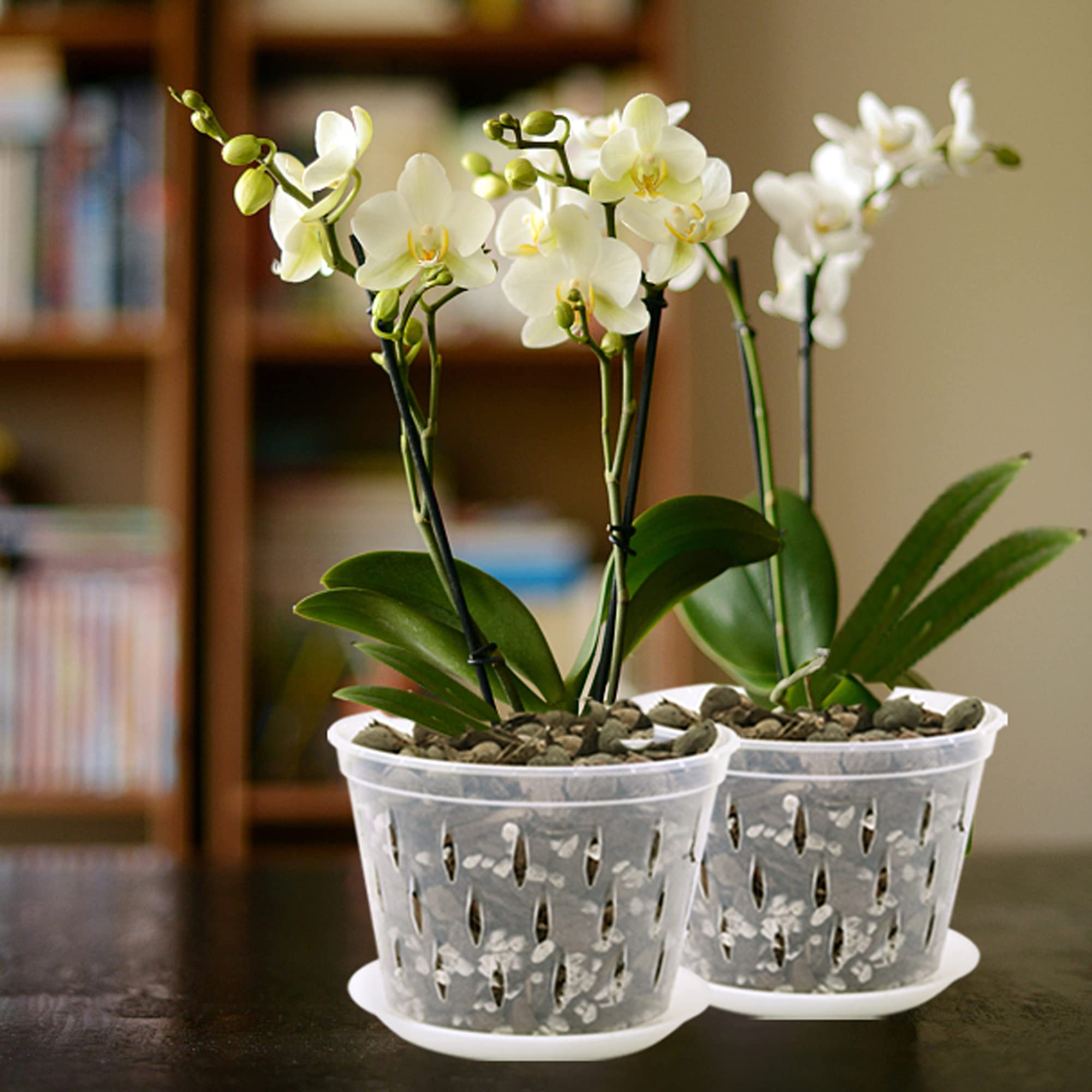 Lanccona 4-pack offers versatile repotting and display options.
