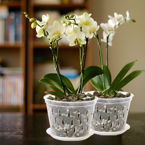 Lanccona 4-pack offers versatile repotting and display options.