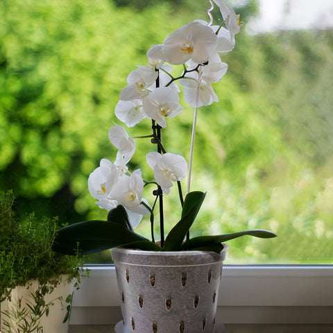 Lanccona orchid pot easy to clean and store after use