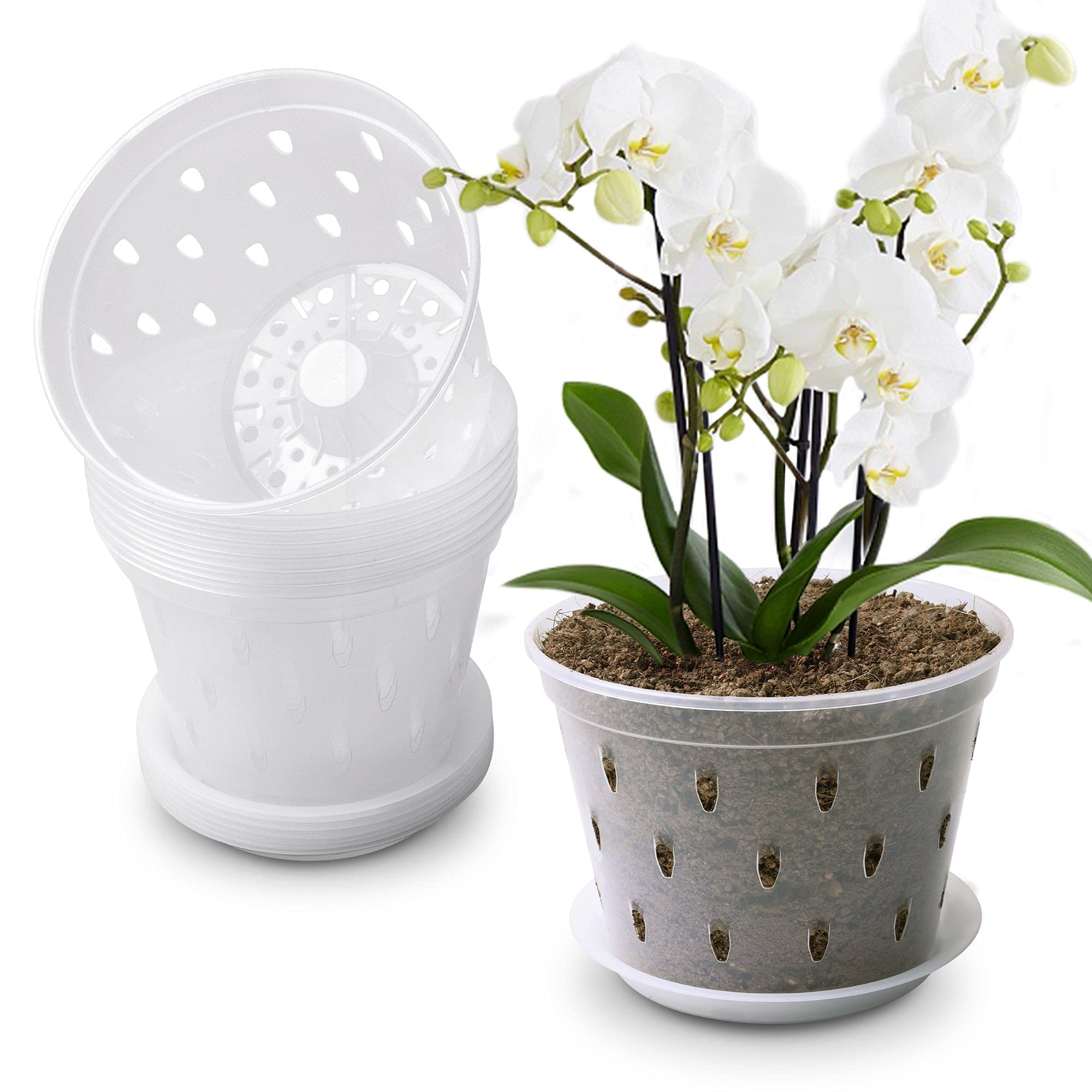 Lanccona indoor orchid pot setup on windowsill