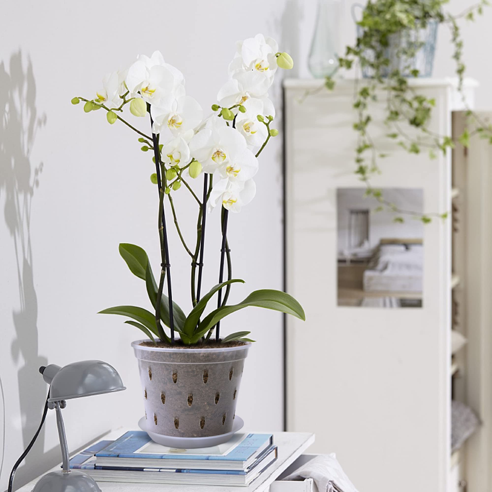 Lanccona orchid pot eight-pack packaging for quick setup