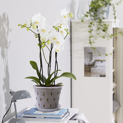 Lanccona orchid pot eight-pack packaging for quick setup