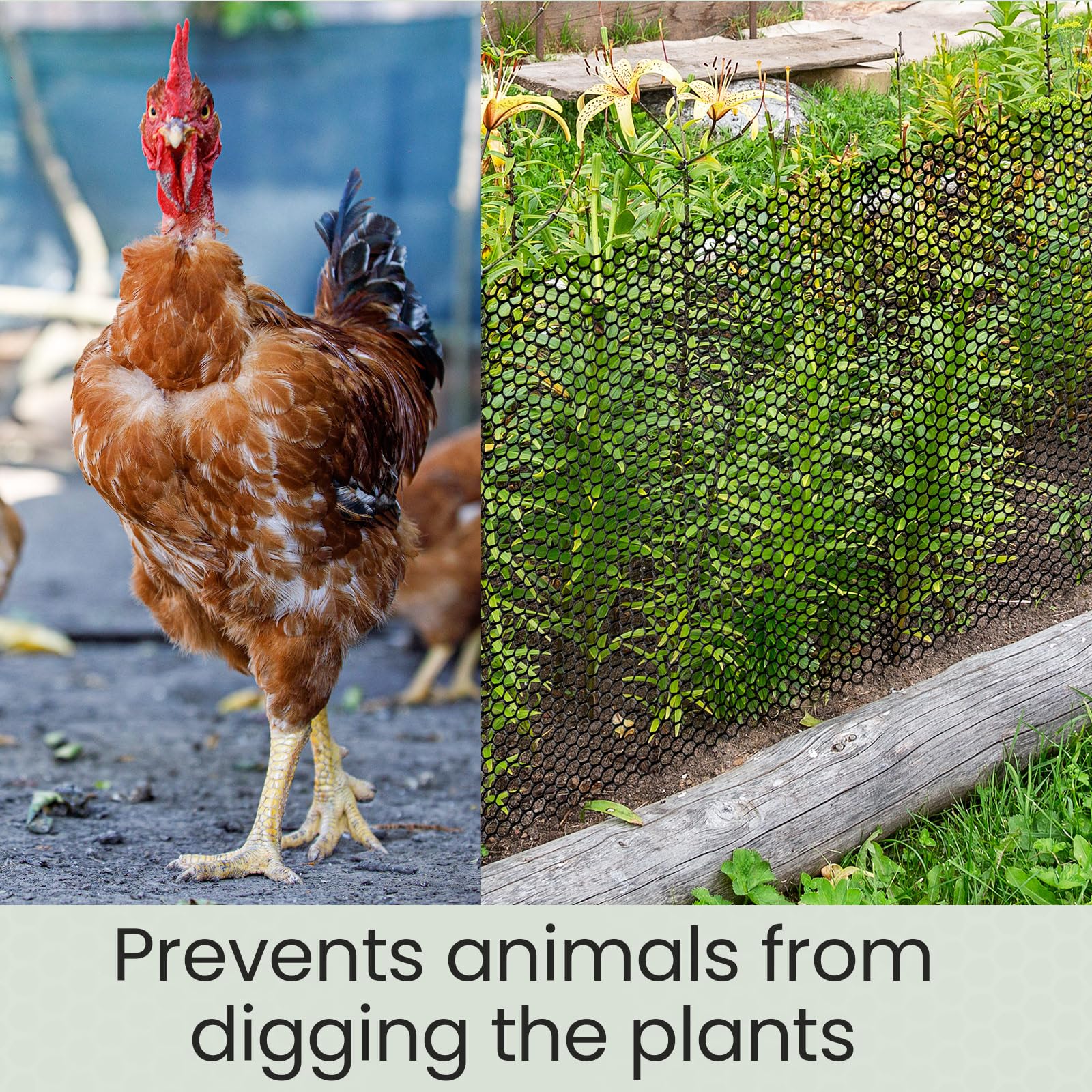 Landical garden fencing suitable for chicken enclosures and yard boundaries.