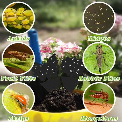 Landisun houseplant sticky traps protect greenery without chemicals.