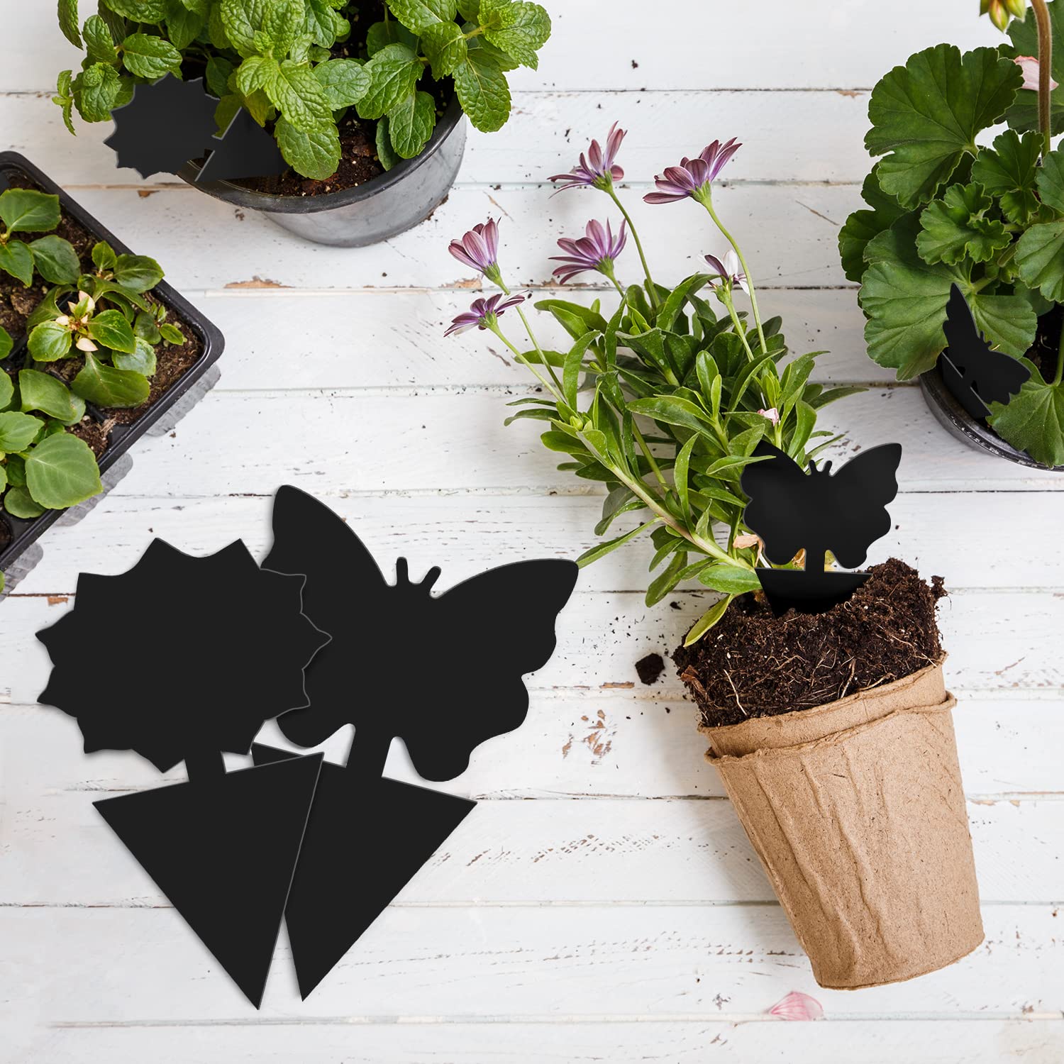 Landisun indoor-outdoor pest traps offering easy setup for fast, non-toxic control.
