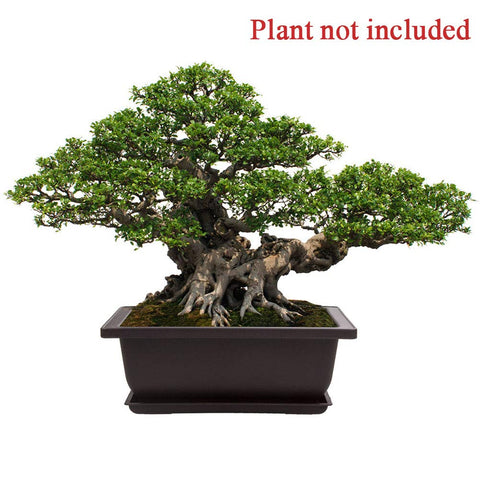 LANIAKEA bonsai pot tray closeup, built-in tray supports tidy setup and easy potting.