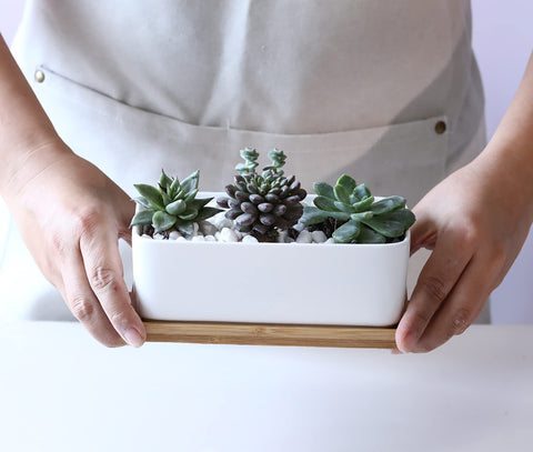LANKER gift-boxed planter ready for gifting, with no plants included.