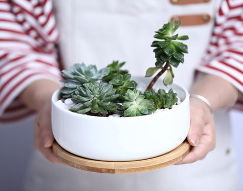 LANKER white planter on bamboo tray enhances porch or windowsill.