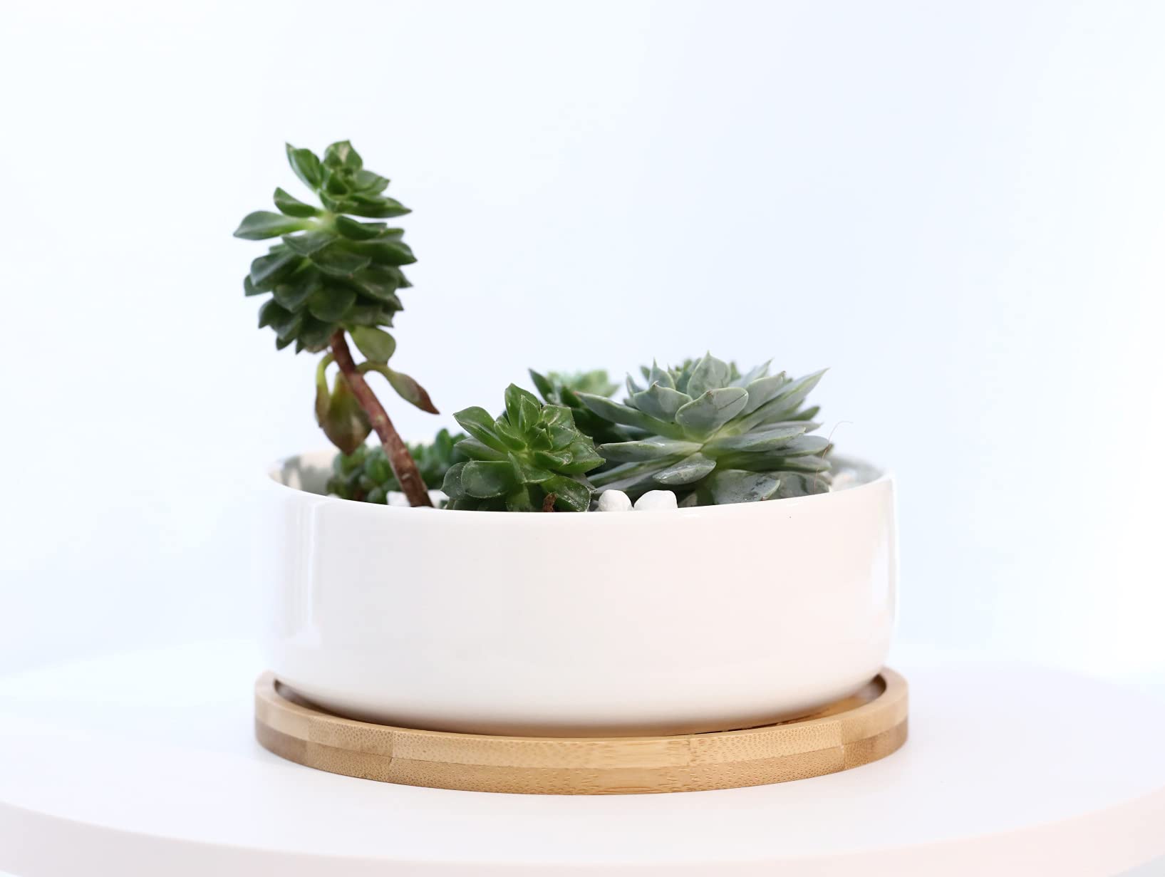 LANKER gift-ready planter perfect for Christmas or birthdays.