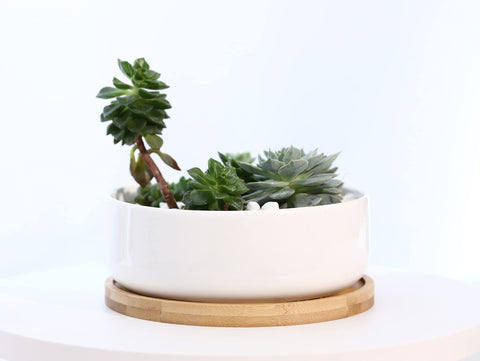 LANKER gift-ready planter perfect for Christmas or birthdays.