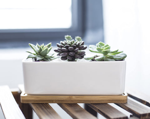 LANKER rectangle planter displays 2-3 small plants on a shelf.