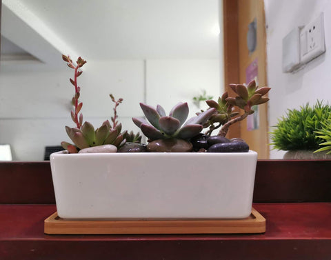 LANKER rectangle planter used as office decor with greenery.