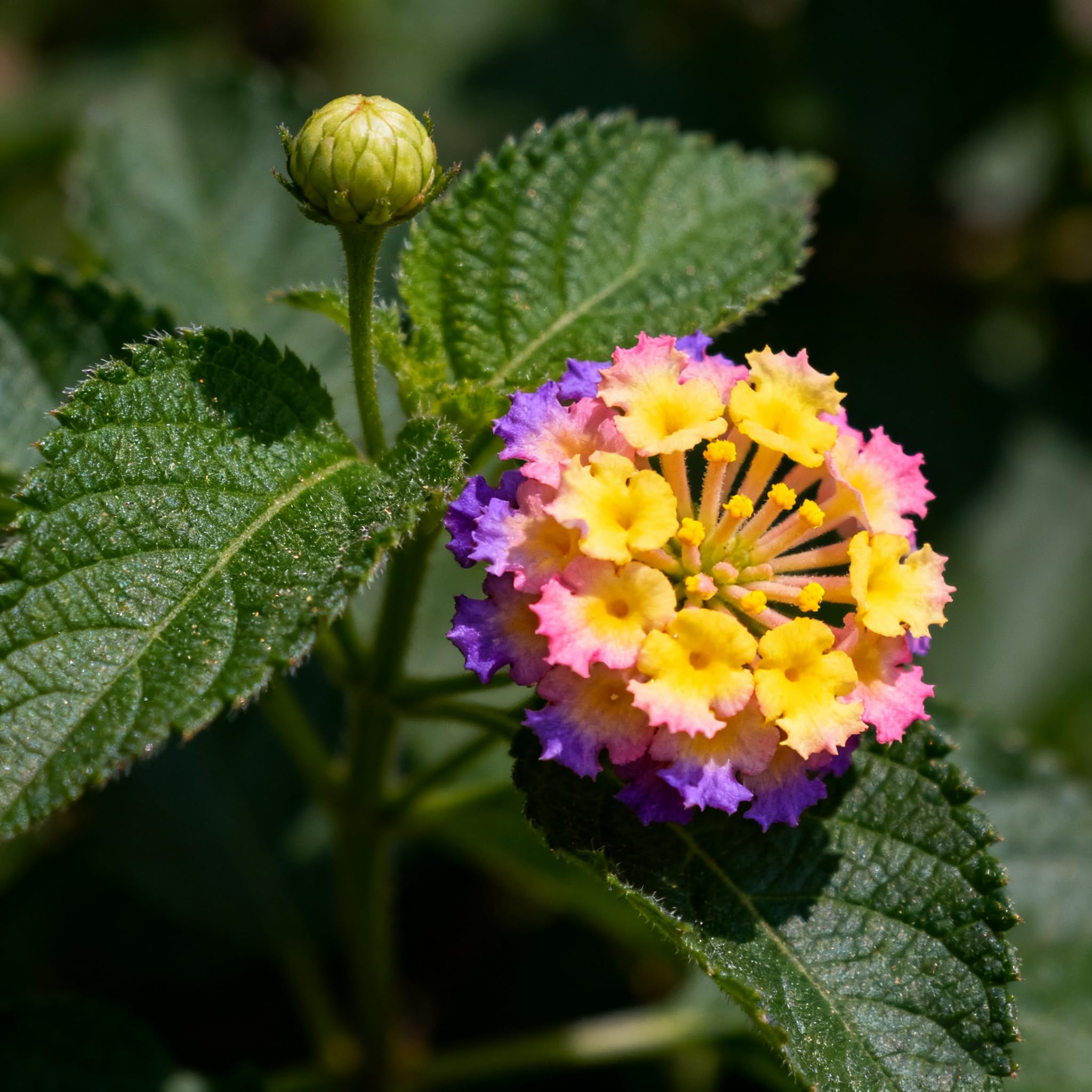 Lantana seeds for containers and borders with prolific blooms.