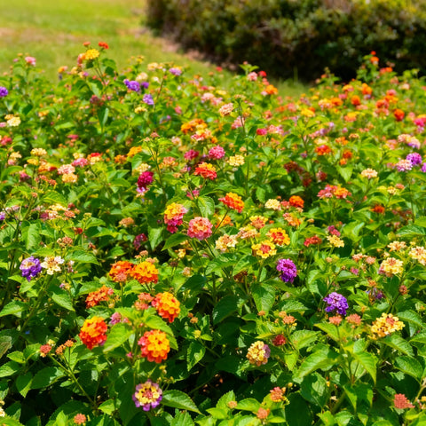 Drought-tolerant lantana seeds thrive in full sun.