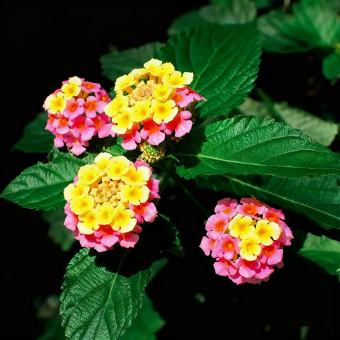 Lantana seeds attract pollinators for a lively yard.