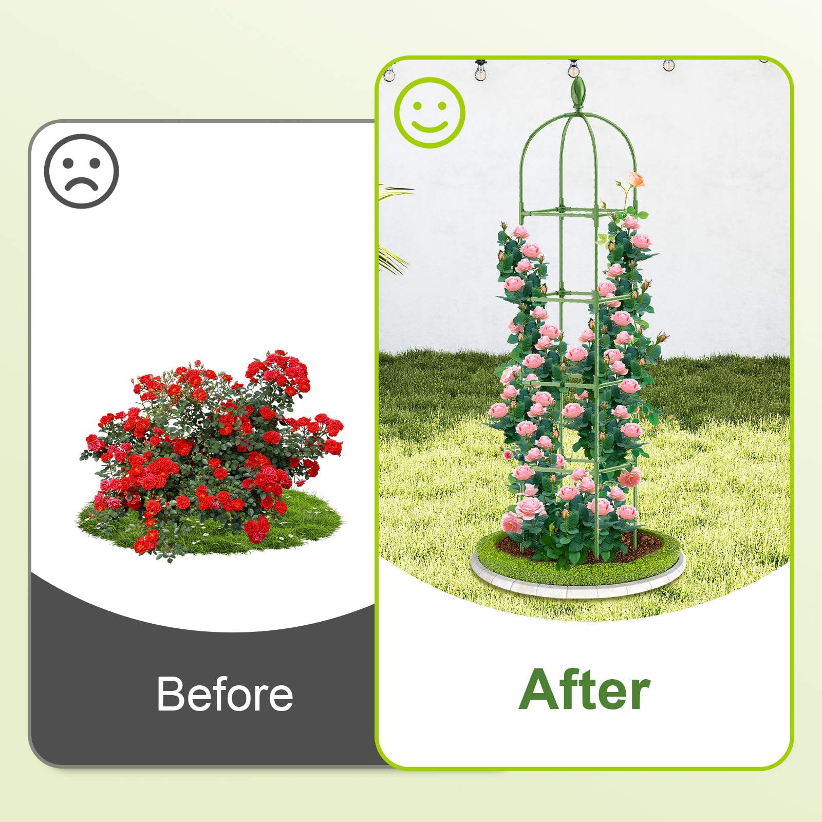 Laodier clematis grows upward along the vertical supports of the obelisk trellis.