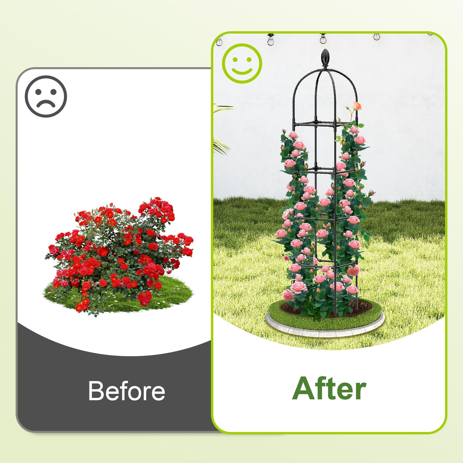Laodier rose and clematis climbing on black trellis supports growth