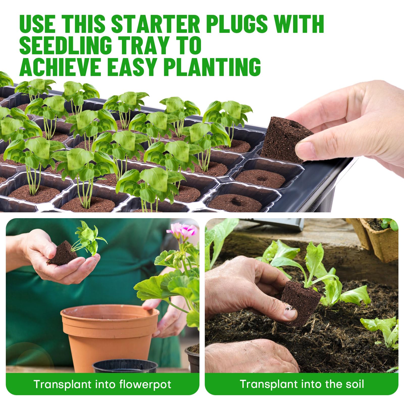 LAPOND seedling tray demonstrates easy transplantation of rooted sprouts into pots