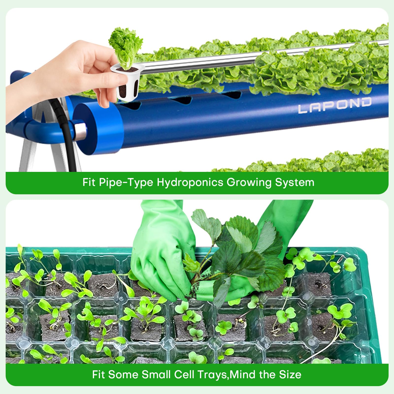 LAPOND germination-propagation sponges enable quick, clean indoor propagation.