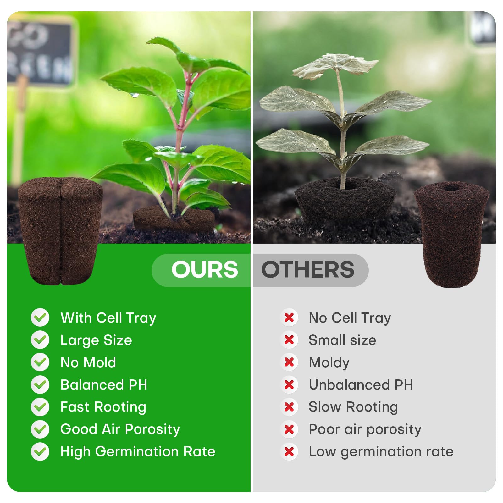 LAPOND seedlings transplant easily from sponge to pot with minimal root disturbance.
